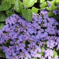 Image result for Leberbalsam