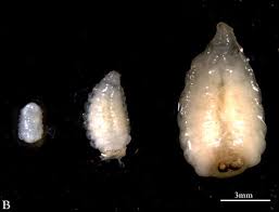 Attēlu rezultāti vaicājumam “Tachinidae”