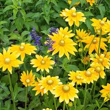 Image result for Rudbeckia