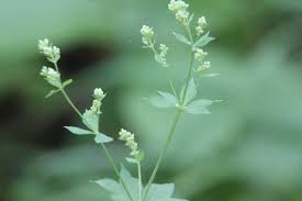 Attēlu rezultāti vaicājumam “Galium schultesii leaf”