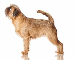 Image result for brüsseler giffon