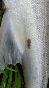 Attēlu rezultāti vaicājumam “Licea chelonoides sessile”