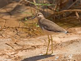 Image result for Vanellus leucurus