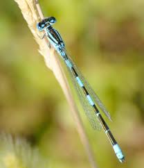 Attēlu rezultāti vaicājumam “Coenagrion armatum male”