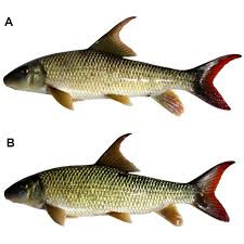 Image result for Moxostoma erythrurum