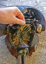 Image result for Limulus polyphemus