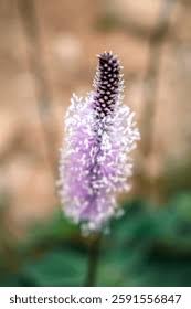 Attēlu rezultāti vaicājumam “Plantago media”