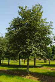 Attēlu rezultāti vaicājumam “Sorbus intermedia”