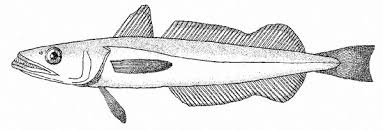 Image result for Merluccius merluccius