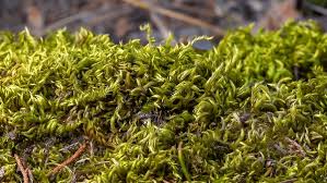 Attēlu rezultāti vaicājumam “Brachythecium salebrosum”