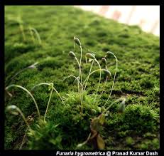 Attēlu rezultāti vaicājumam “Funaria hygrometrica sporophyte”