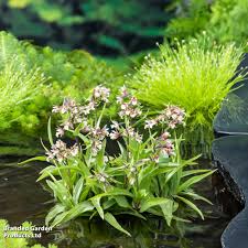 Attēlu rezultāti vaicājumam “Epipactis palustris leaf”