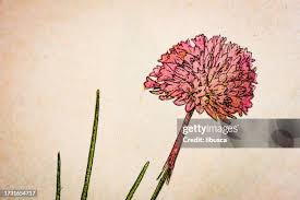 Attēlu rezultāti vaicājumam “Armeria vulgaris leaf”