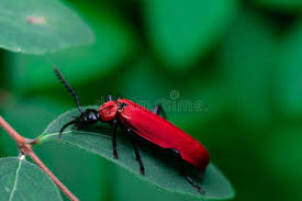 Attēlu rezultāti vaicājumam “Lilioceris lilii”