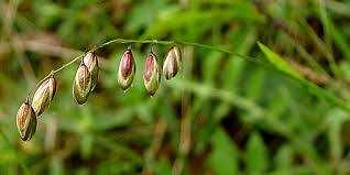 Attēlu rezultāti vaicājumam “Melica nutans flower”