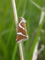 Attēlu rezultāti vaicājumam “Deltote bankiana”