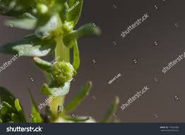 Attēlu rezultāti vaicājumam “Elatinaceae”