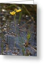 Attēlu rezultāti vaicājumam “Utricularia intermedia”