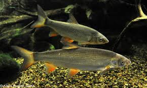 Image result for Chondrostoma nasus