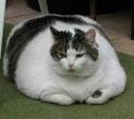 Fat Cat - The Best Health