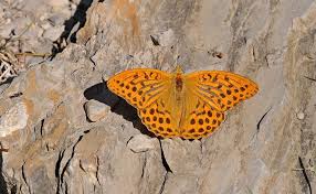 Attēlu rezultāti vaicājumam “Argynnis paphia”