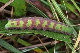 Attēlu rezultāti vaicājumam “Hemaris tityus”