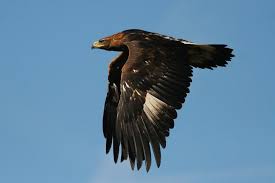 Attēlu rezultāti vaicājumam “Aquila chrysaetos”