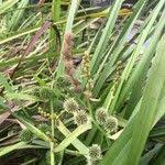 Attēlu rezultāti vaicājumam “Sparganium erectum aggr. fruit”