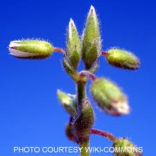 Attēlu rezultāti vaicājumam “Cerastium semidecandrum bud”