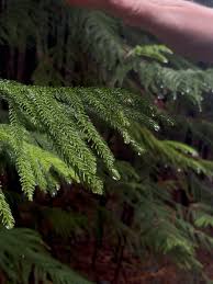 Image result for Norfolk Hillwalking Club