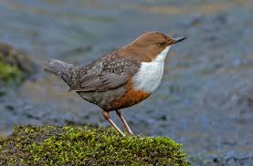 Attēlu rezultāti vaicājumam “Cinclus cinclus”