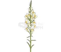 Attēlu rezultāti vaicājumam “Linaria loeselii leaf”