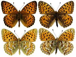 Attēlu rezultāti vaicājumam “Argynnis niobe”