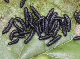 Attēlu rezultāti vaicājumam “Agelastica alni”