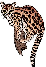 Image result for оцелот