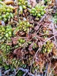 Attēlu rezultāti vaicājumam “Sphagnum austinii”