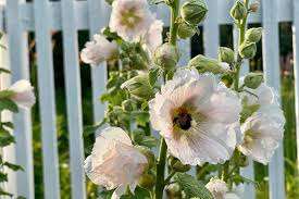 Attēlu rezultāti vaicājumam “Alcea rosea flower”