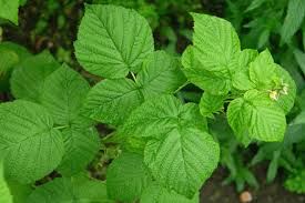 Attēlu rezultāti vaicājumam “Rubus idaeus leaf”