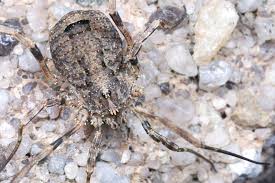 Attēlu rezultāti vaicājumam “Lophopilio palpinalis”