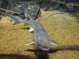 Image result for Acipenser oxyrinchus oxyrinchus