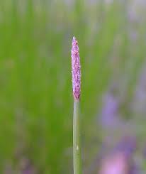 Attēlu rezultāti vaicājumam “Eleocharis palustris flower”
