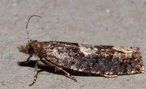 Attēlu rezultāti vaicājumam “Epinotia trigonella”