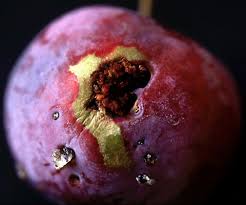 Attēlu rezultāti vaicājumam “Grapholita funebrana larva”