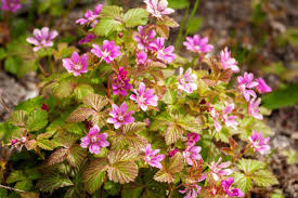 Attēlu rezultāti vaicājumam “Rubus arcticus flower”
