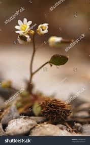 Attēlu rezultāti vaicājumam “Erophila verna flower”