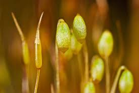 Attēlu rezultāti vaicājumam “Bryum pallens sporophyte”