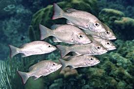 Image result for Lutjanus mahogoni