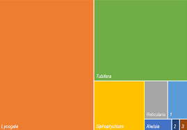 Attēlu rezultāti vaicājumam “Cribrariaceae”