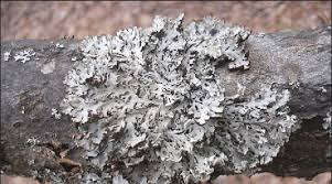 Attēlu rezultāti vaicājumam “Hypogymnia physodes”