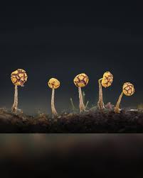 Attēlu rezultāti vaicājumam “Physarum viride”